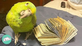 “He’s like my mom!” Parrot Talks Like Hispanic Woman And Bosses Guy Around | Cuddle Buddies