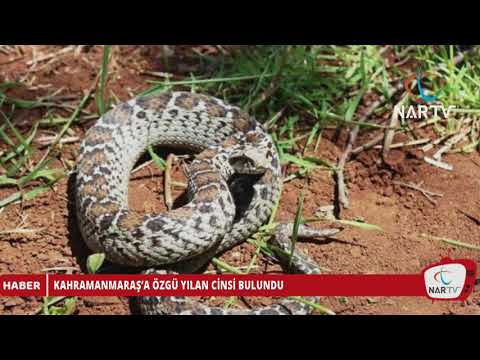 KAHRAMANMARAŞ’A ÖZGÜ YILAN CİNSİ BULUNDU