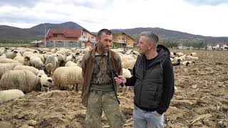 SA 300 OVACA TRI DANA PJEŠAČIMO PREMA VLAŠIĆU