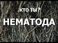 Кто такие нематоды? Часть 2