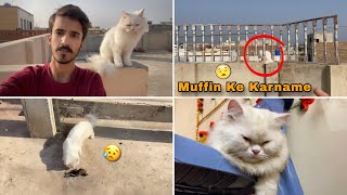 Muffin Ki Naye Harkatein | Max Naraz Ho Gaya ☹|Rehan & Max