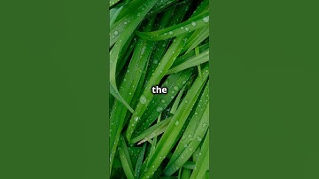 Rain or Shine: Understanding Dew on Grass