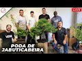  live poda de jabuticabeira  studio bocabello bonsai