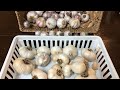 Grow Garlic In Florida - Tips For Growing Garlic in A Warm Climate