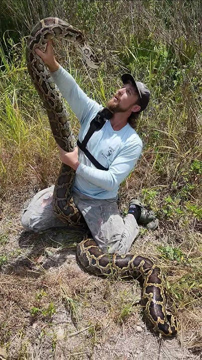 SUPER FAT PYTHON #python #snake #foryou #fyp #fypã‚· #explore # ...