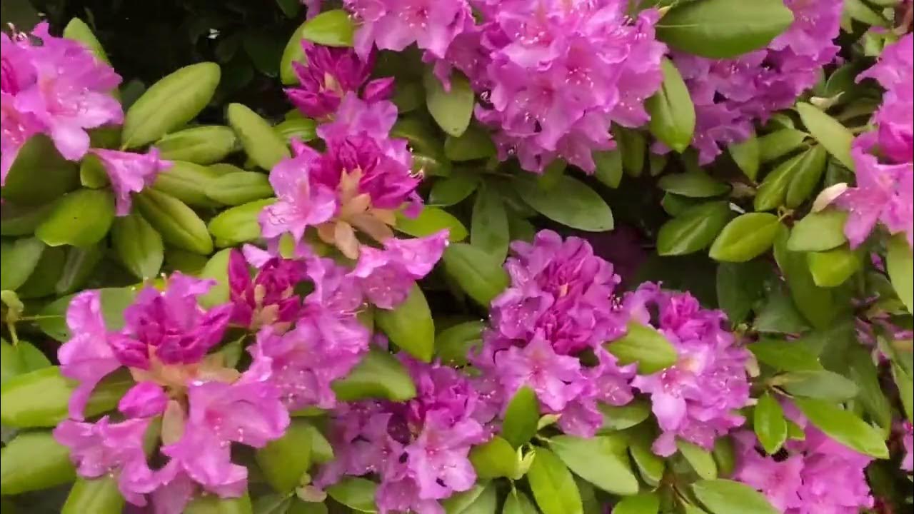 Rhododendrons Flowers YouTube