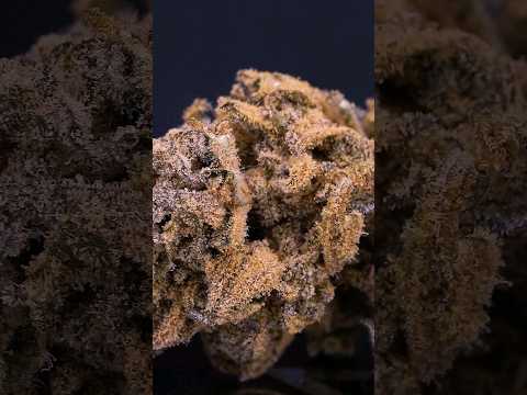 Curing 101 - Tips: Dialing in the environment and maintaining it without the loss of terps! #plants