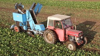 Massey Ferguson 148 & Ransomes 33A sugar beet harvester | Beet Harvesters in Britain DVD