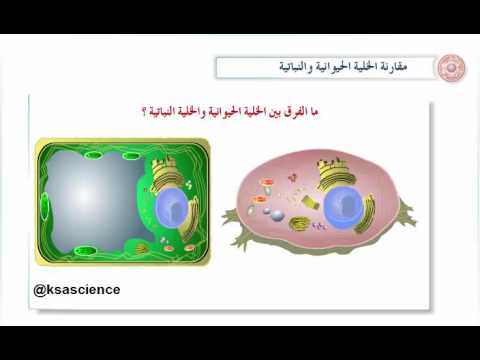 الاختلاف بين الخلية النباتية والحيوانية