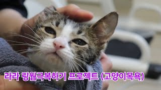 아기고양이 , 고양이 약용샴푸로 목욕하기(라라 , 링웜을 이겨내자!) /Taking a bath to overcome skin diseases in baby cats