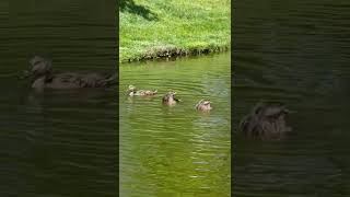 Diving Ducks In Boston Public Garden