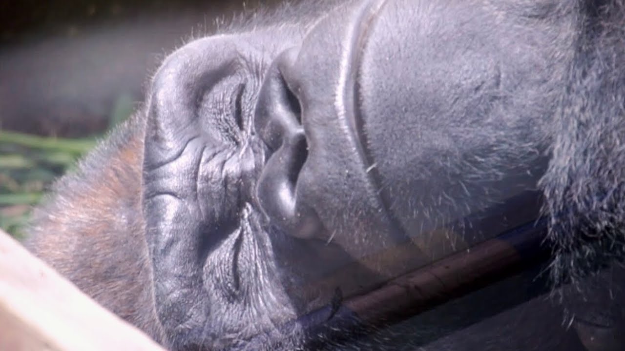 ゴリラの鳴き声 寝ながら鳴くパパゴリラのモモタロウ 今日は誕生日 京都市動物園 Shorts Youtube