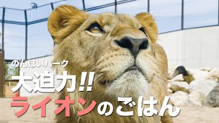 動物のごはん inのんほいパーク　ライオンのアースさん　Lion meal in Nonhoi park