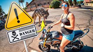 She Said the Coyote Was Going to Eat Her! [Motovlog 431]