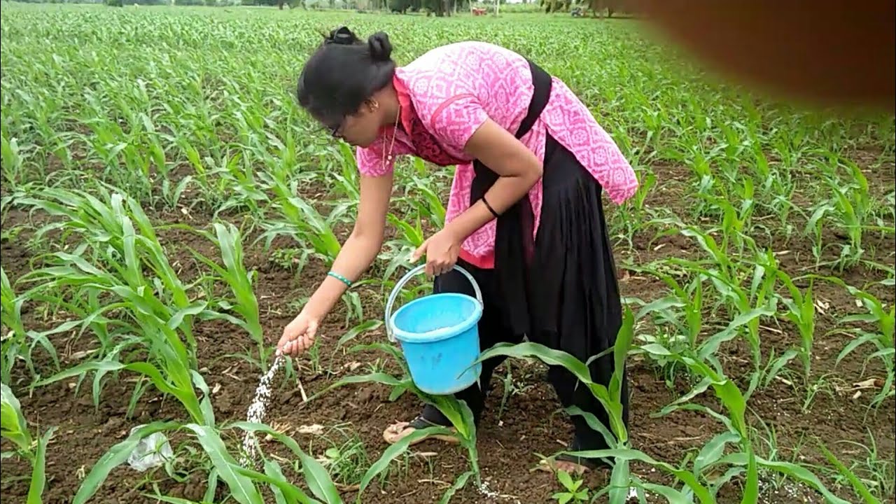 Fertilize to corn in my farm routine YouTube