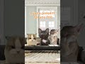 Pov you get money from your grandma for B-Day #catmeme #momsbelike #catvideos funnycat #grandma
