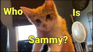 Sammy's Story: A Heartwarming Tale of Rescue and Adoption