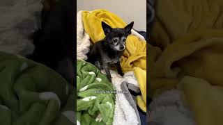 Video thumbnail of "Ranking the Blankets (Puppy Songs) #dogs #cutedog"