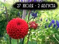 Морозильно-огородный триллер. Неделя 30.