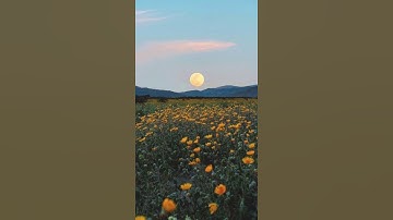 سورة آل عمران آية ٣١ - ٣٢