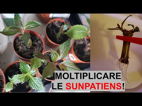 Video: Cura delle piante di Sunpatiens - Coltivare piante di Sunpatiens in giardino