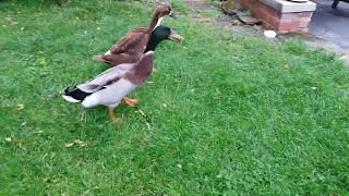 My ducks & their enclosure with pond & filter system.