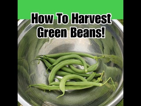 How to Harvest Green Beans! - YouTube