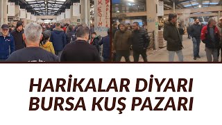 BURSA KUŞ PAZARI HARİKALAR DİYARI GERÇEKTEN ARADIĞINIZ HER HAYVANI BU PAZARDA BULABİLİRSİNİZ