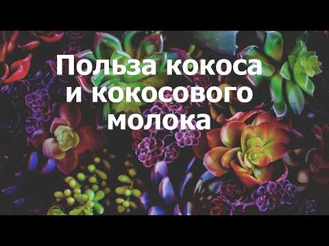 Польза кокоса и кокосового молока