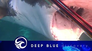 Diver fights off great white shark narrowly escaping with ripped flipper
