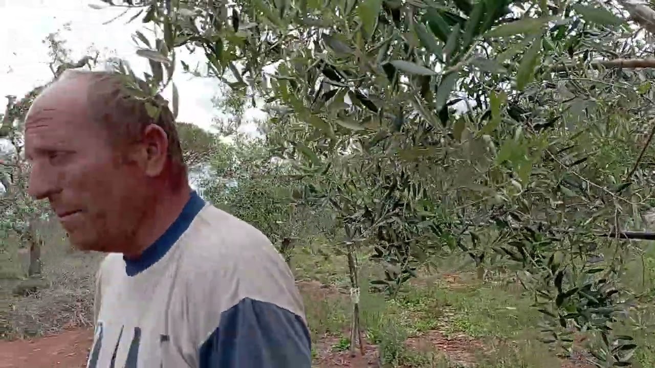 potatura degli innesti di leccino di 4 anni