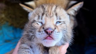 Umka's KITTENS OPEN EYES / Lynx Hanna is shocked by screaming kittens
