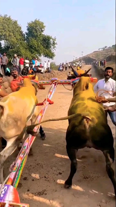 ||Bailgada Sharyat|| $ #sharyat #bailgada #trending #shorts #trendingshorts