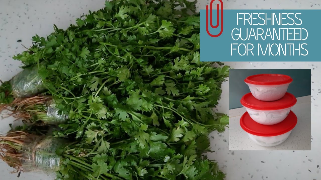 how to store coriander leaves and pudina for a long time?hara dhaniya