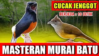 MASTERAN MURAI BATU - suara Cucak jenggot Gacor  jernih keras berjeda 10 detik untuk variasi playist