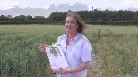 Designing Future Wheat: Pre-breeding nurseries