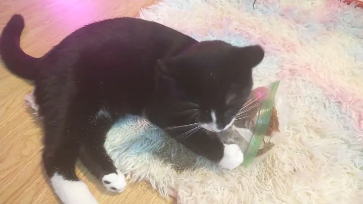 Watch the video about Tuxedo Kitty Tries Catnip for the First Time ᓚᘏᗢ