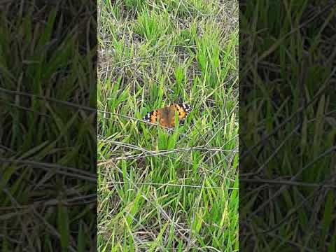 العلماء الصغار 