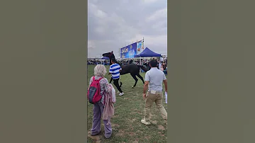 جشنواره زیبایی اسب اصیل ترکمن گلستان صوفیان کلاله اسب ترکمن 