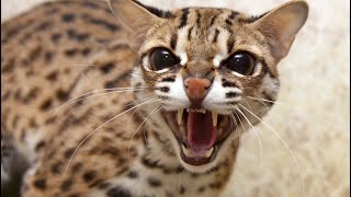 Наедине с дикими кошками. Азиатские леопардовые кошки Лайк и Лиза Наедине с дикими кошками. Азиатские леопардовые кошки Лайк и Лиза