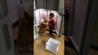 Dog And Boy Caught Sneaking A Fridge Snack