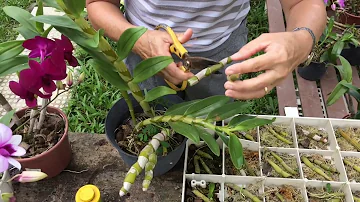 Quanto tempo leva para uma orquídea enraizar?