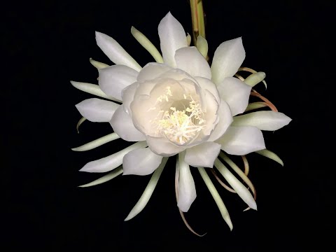 Queen Of The Night Cactus Blooming - Timelapse Video