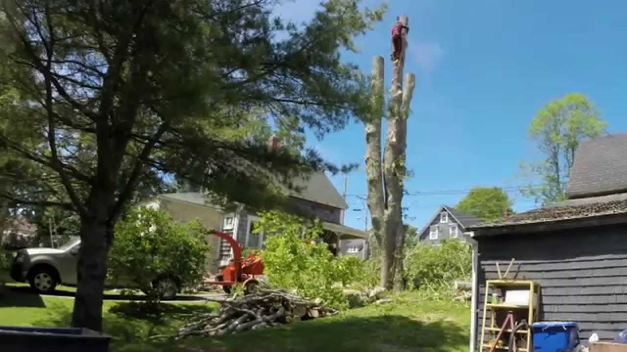 How To Cut Down A Tree Safely - YouTube