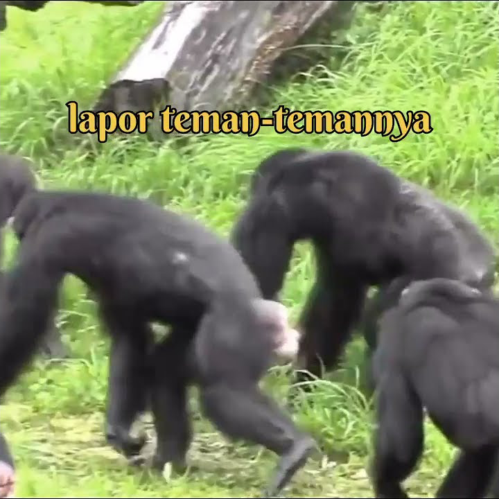 #short                                                            Pembalasan Simpanse Terhadap Luwak