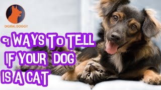 9 Ways to Tell If Your Dog is A Cat by Digital Doggy 890 views 7 years ago 3 minutes, 2 seconds