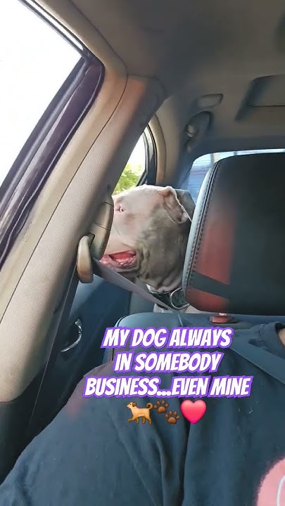my-dog-stay-in-everybody-business-americanbullybreed-adorabledog