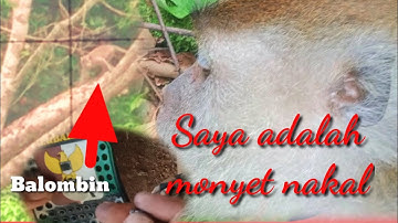 Sangat Membantu Kami Sebagai Petani!! Berburu Monyet Menggunakan Anjing Sebagai Pelacak.
