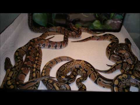 Pet Store Near Me With Reptiles Cheap Buy Online