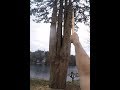 SAVING A BIG CEDAR TREE SAVING A BIG CEDAR TREE